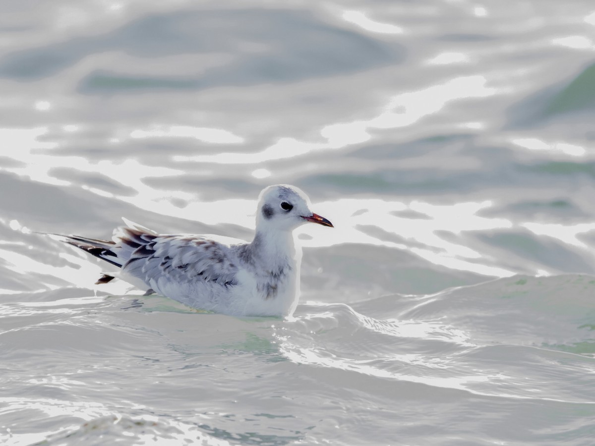 Bonaparte's Gull - ML641010047