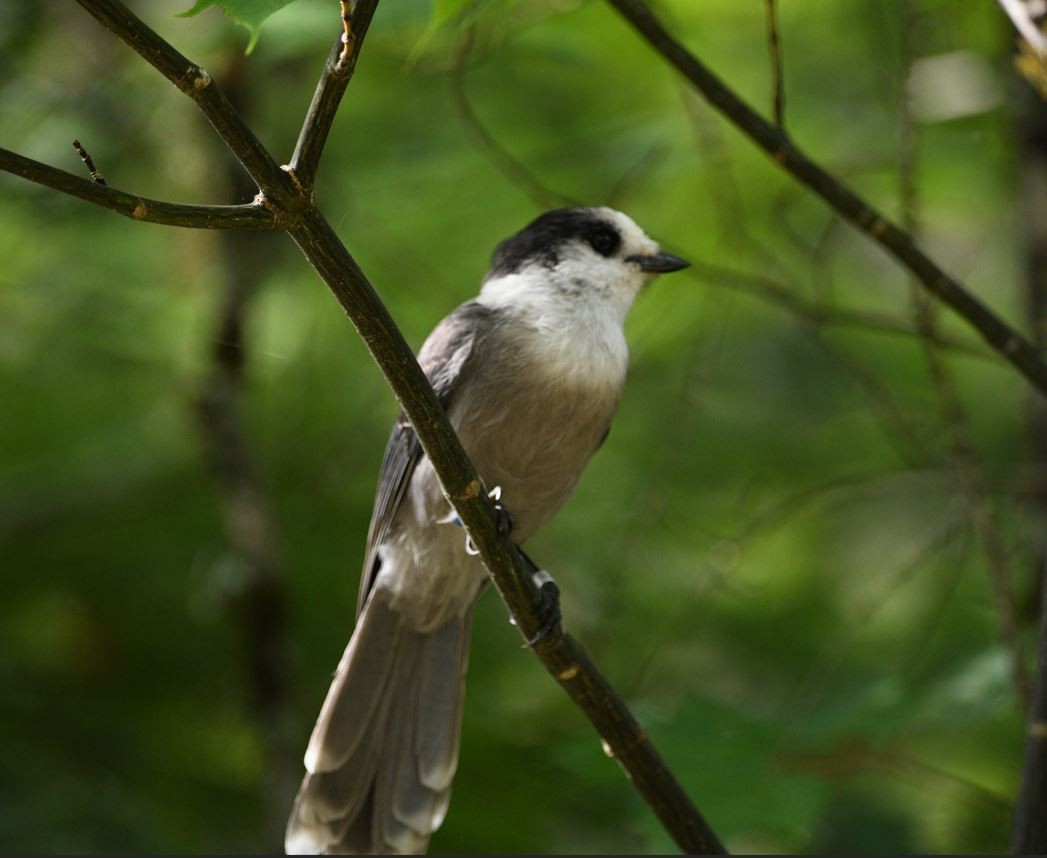 sojka šedá - ML641010057