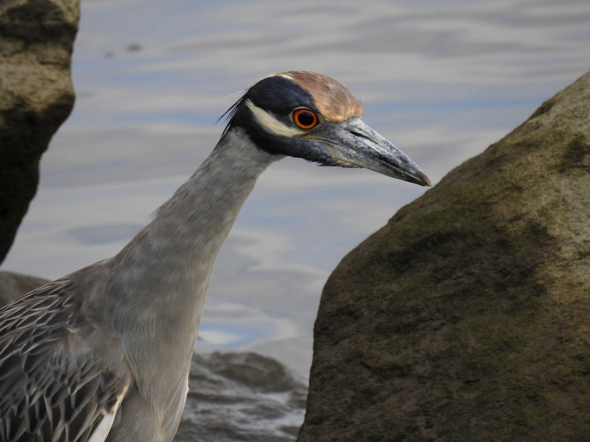 Krabbenreiher - ML641010078