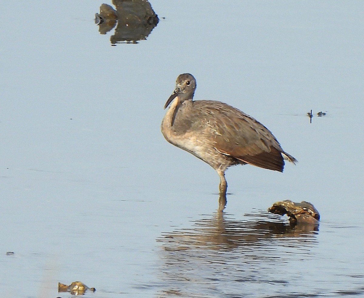 Clapper Rail - ML641010118