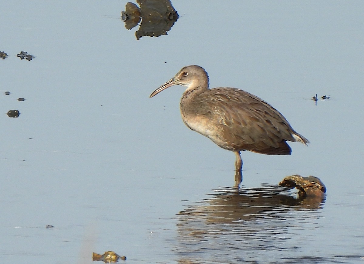 Clapper Rail - ML641010119