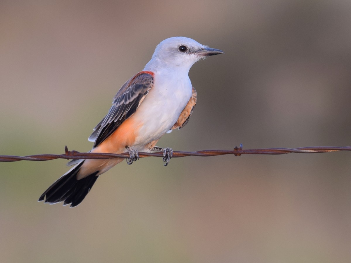 Scissor-tailed Flycatcher - ML641010130