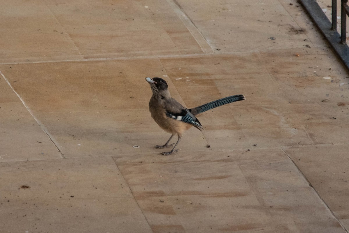 Black-headed Jay - ML641010154