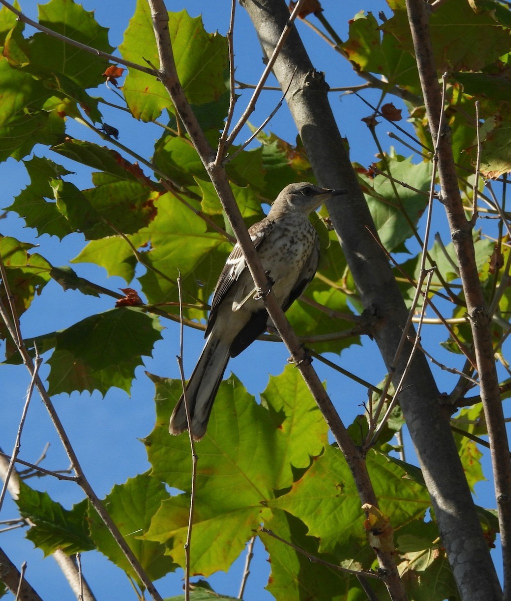 Northern Mockingbird - ML641010171