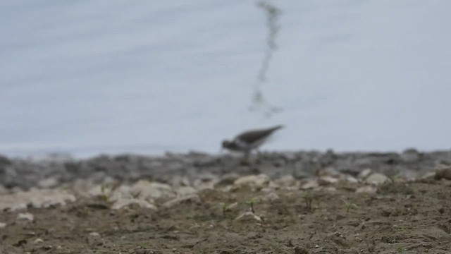 アメリカイソシギ - ML641010190