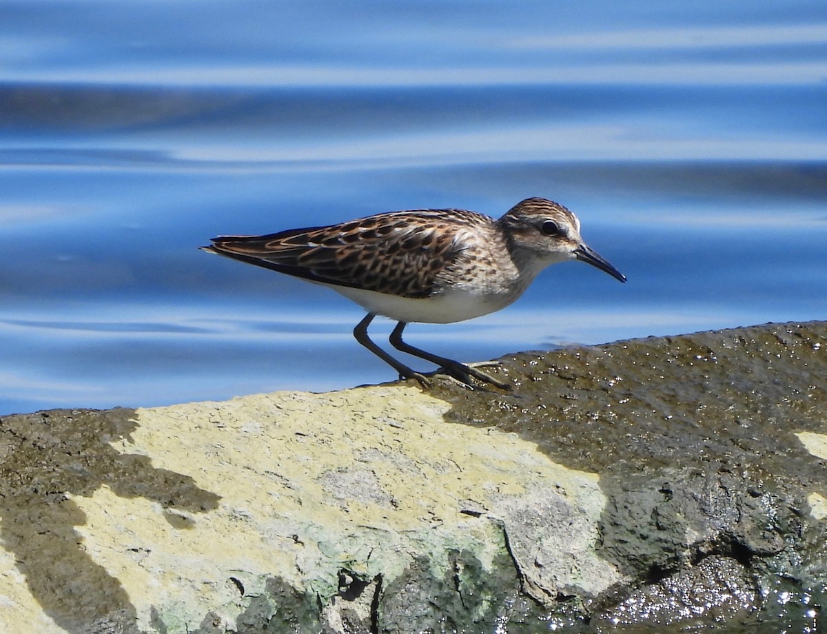 Least Sandpiper - ML641010224
