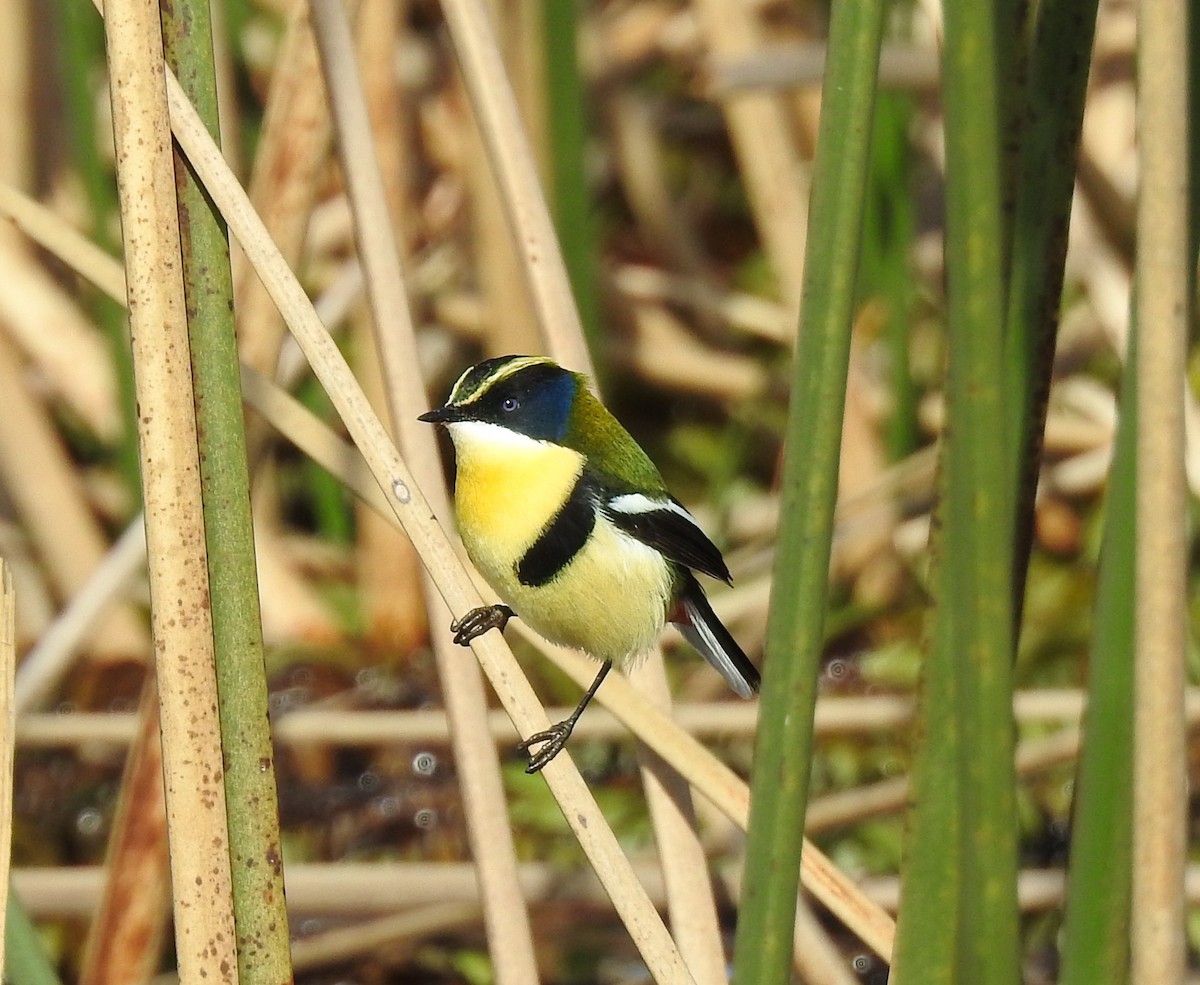 Many-colored Rush Tyrant - ML641010358