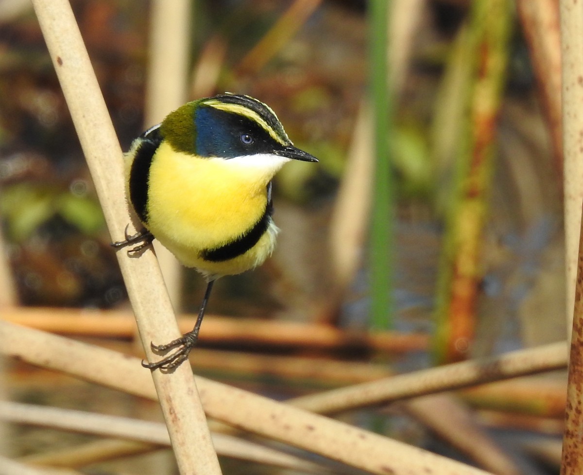Many-colored Rush Tyrant - ML641010361