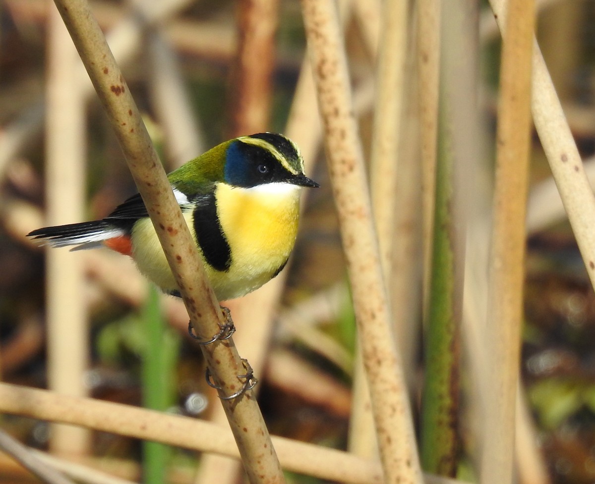 Many-colored Rush Tyrant - ML641010363