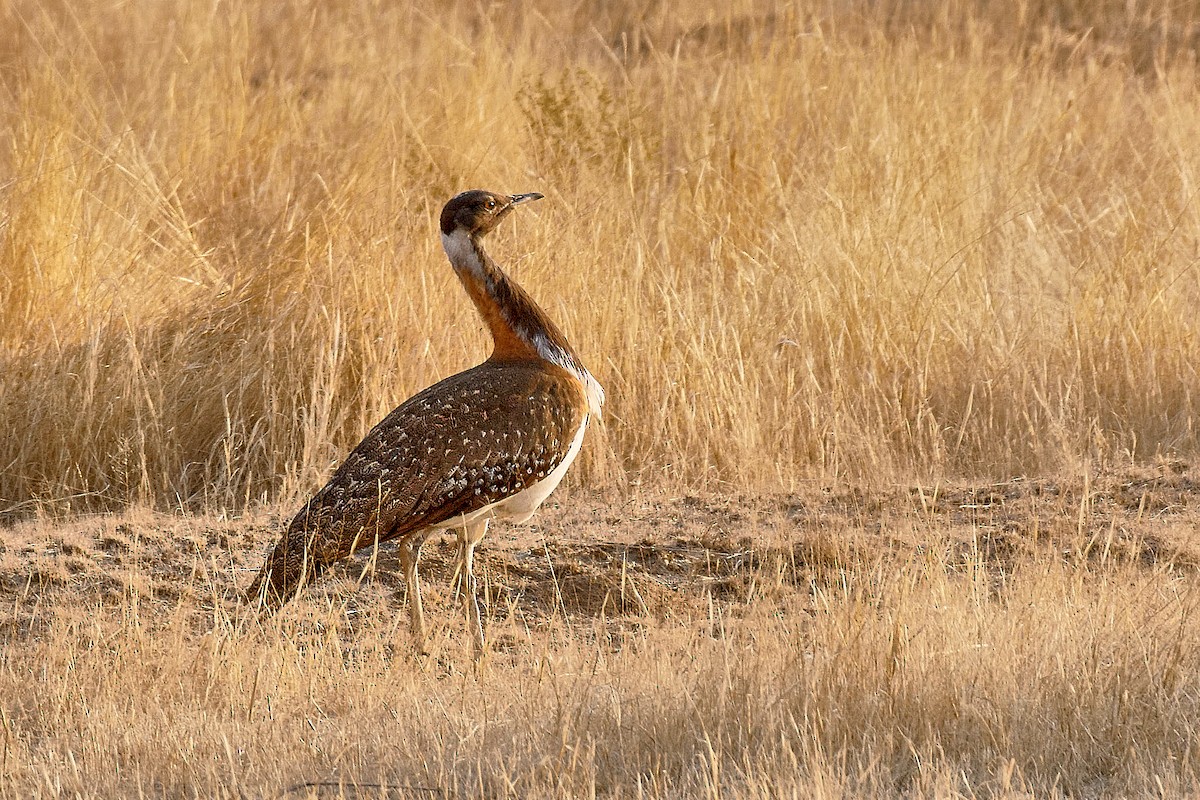 Ludwig's Bustard - ML641010370