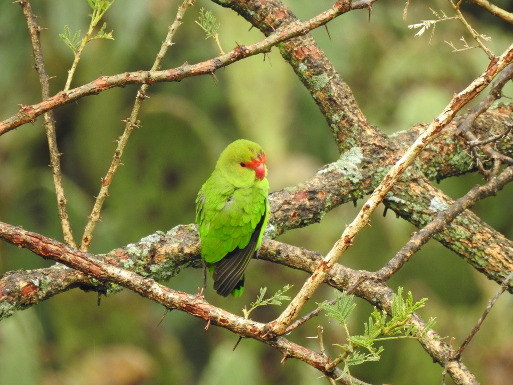 Black-winged Lovebird - ML641010406