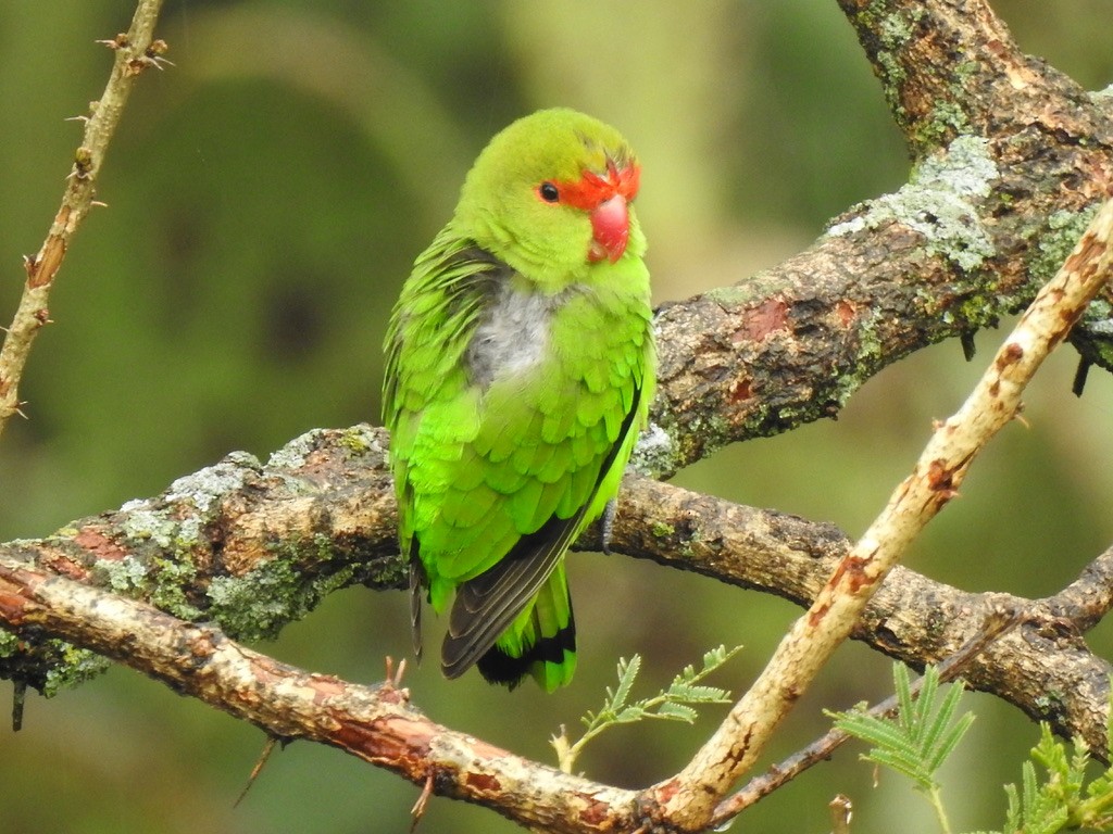 Black-winged Lovebird - ML641010411