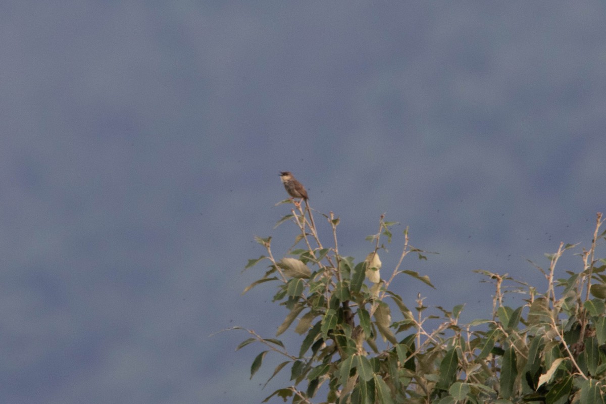 Himalayan Prinia - ML641010415