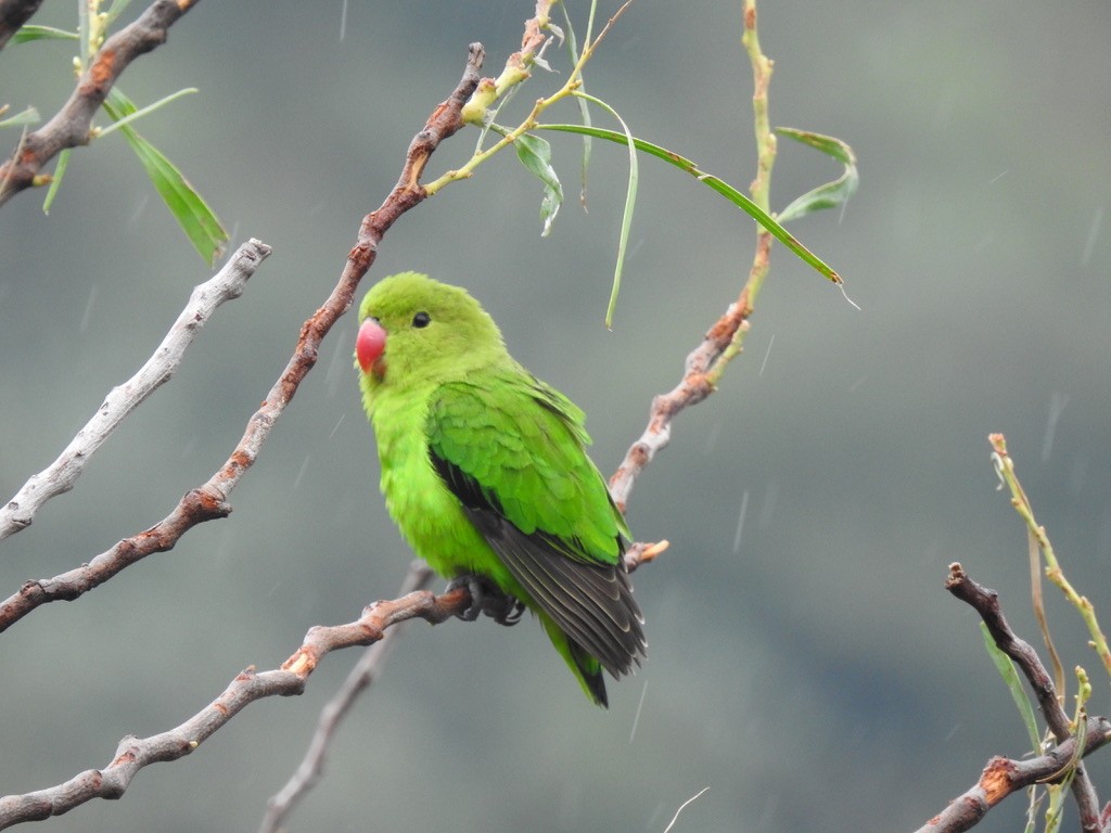 Black-winged Lovebird - ML641010416