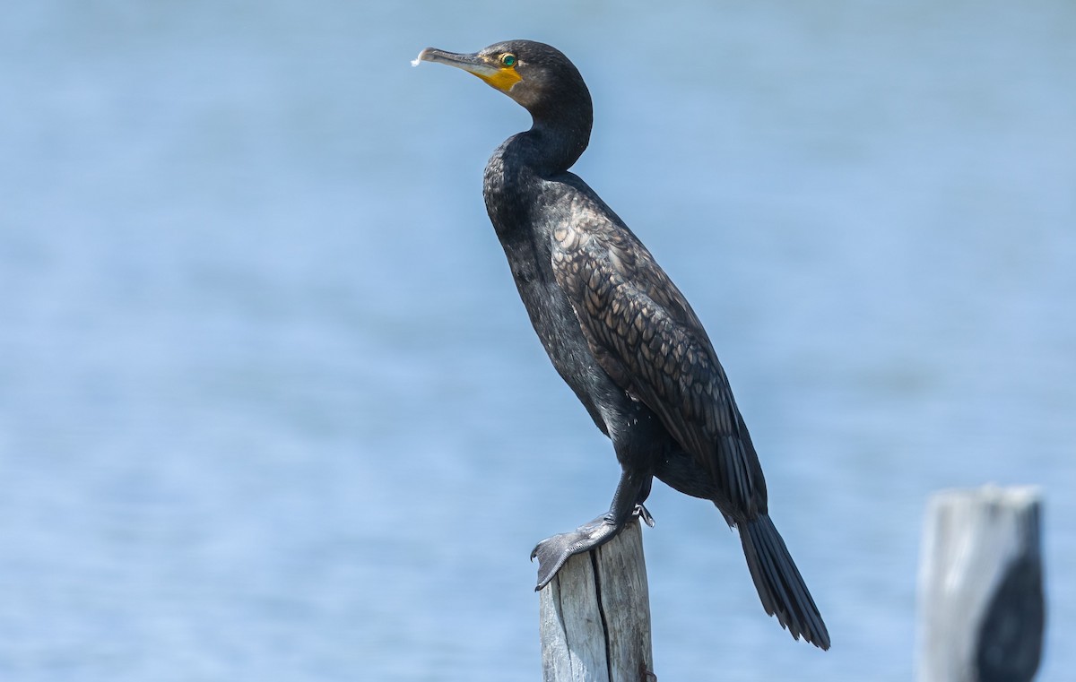Great Cormorant (Dark-breasted) - ML641010424