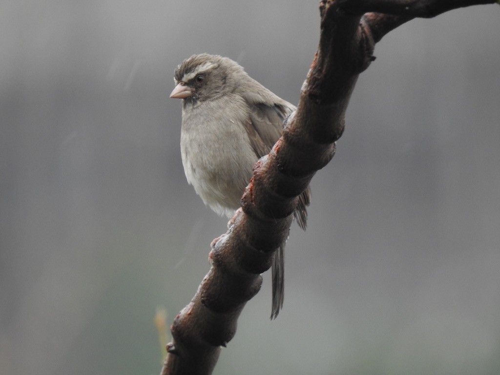 Brown-rumped Seedeater - ML641010431