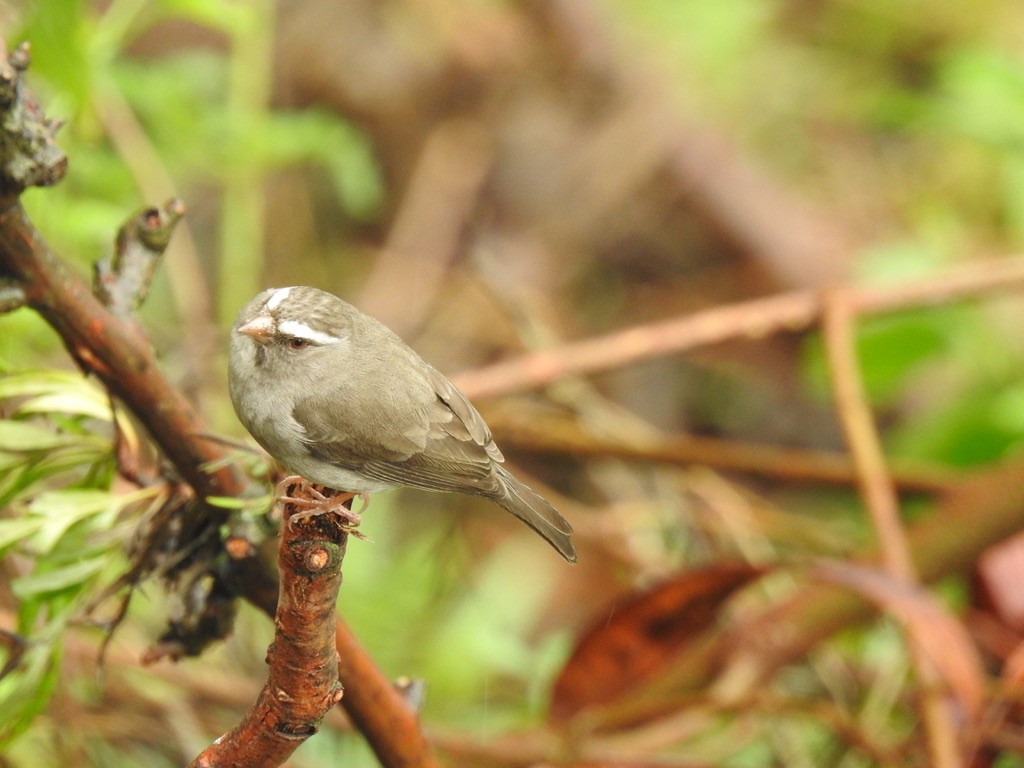 Brown-rumped Seedeater - ML641010439