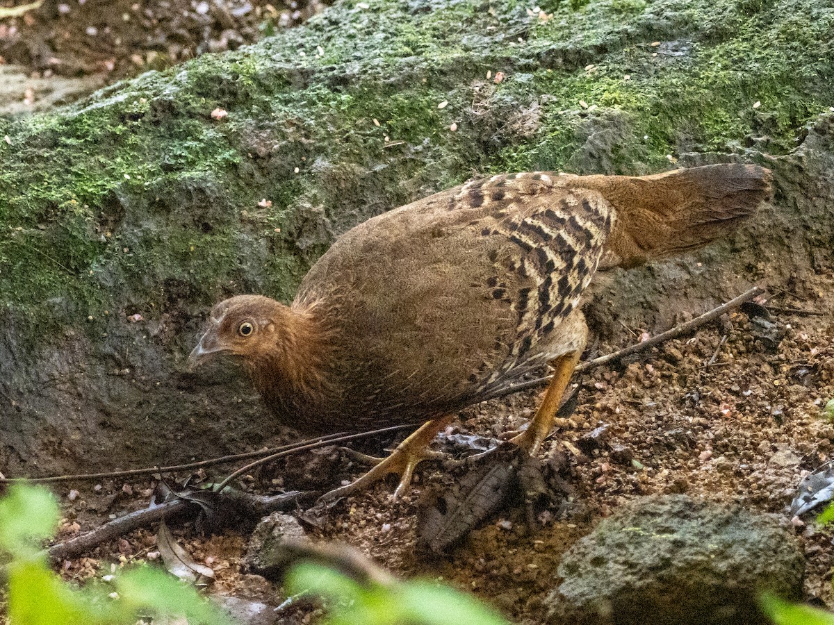 Sri Lanka Junglefowl - ML641010499
