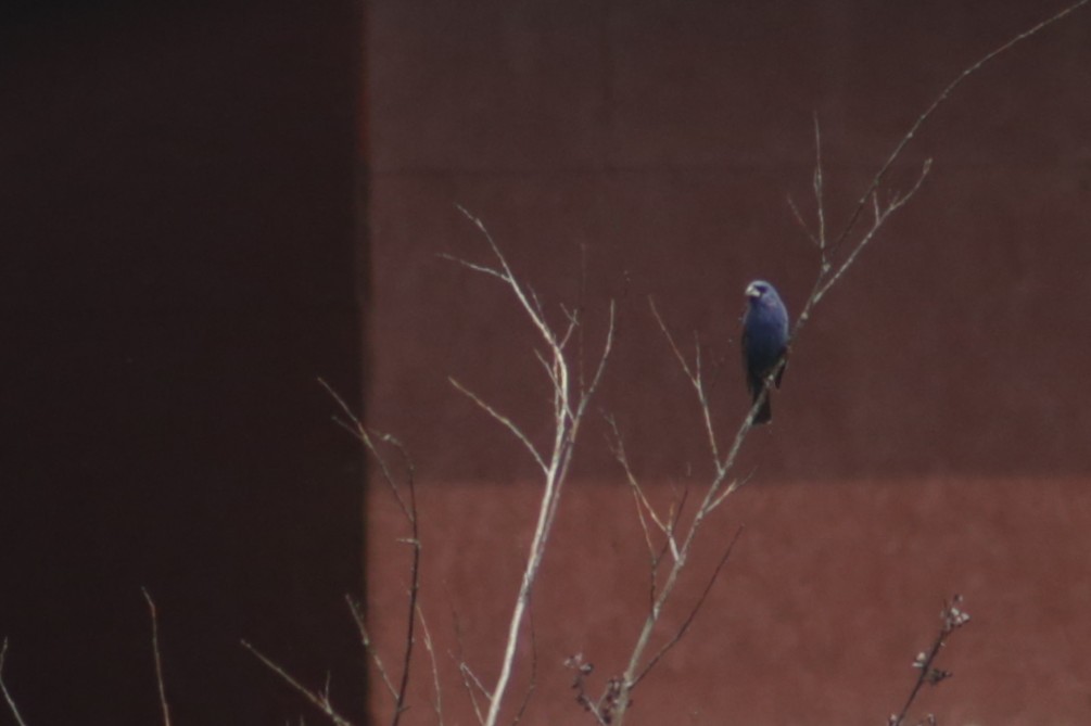 Guiraca bleu - ML641010536