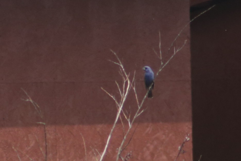 Guiraca bleu - ML641010537