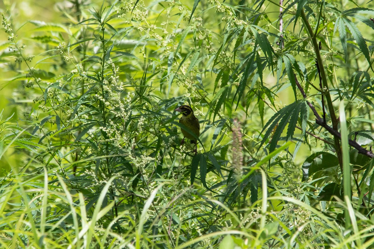 Yellow-breasted Greenfinch - ML641010593