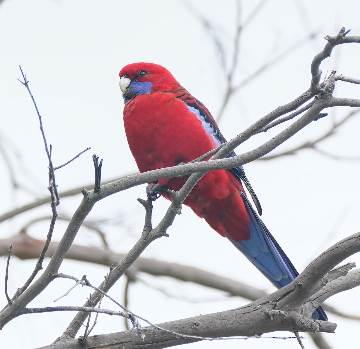 Crimson Rosella - ML641010606