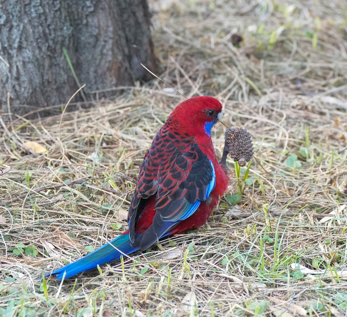 Crimson Rosella - ML641010609