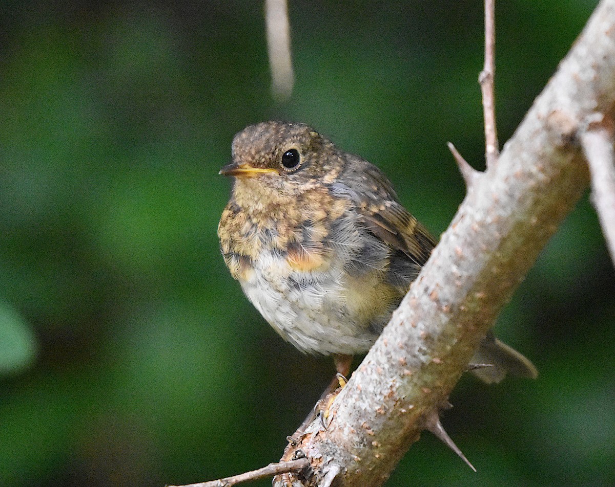 European Robin - ML641010697