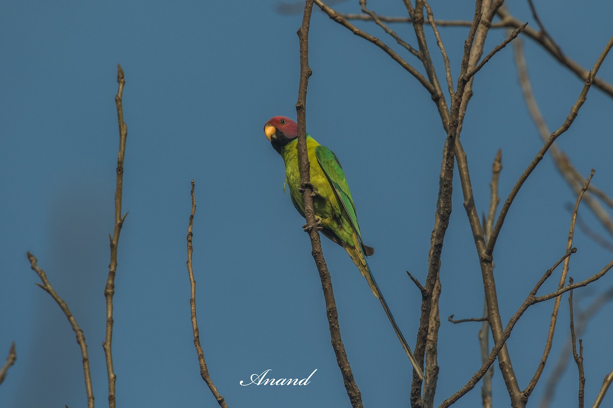 Plum-headed Parakeet - ML641010739