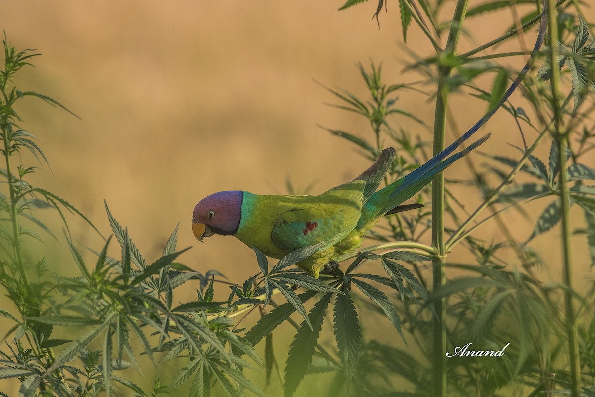 Plum-headed Parakeet - ML641010740