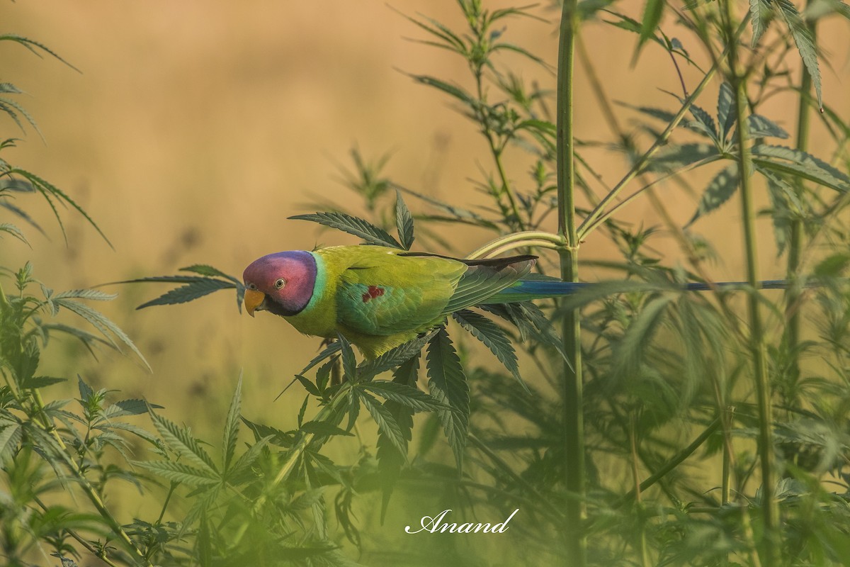 Plum-headed Parakeet - ML641010741