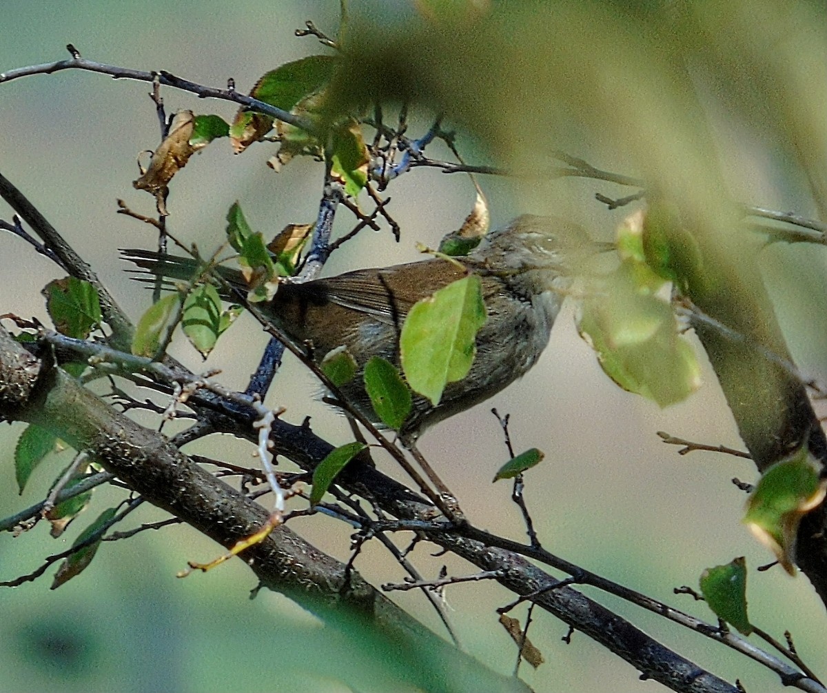 Cetti's Warbler - ML641010752