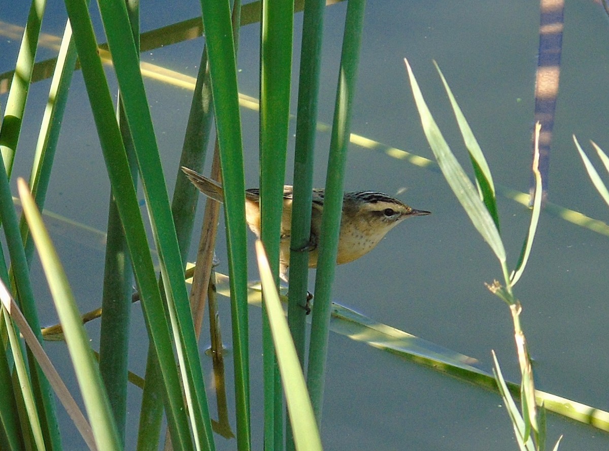 Sedge Warbler - ML641010761