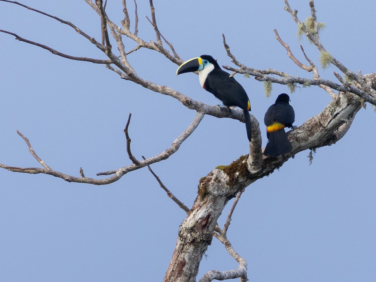Channel-billed Toucan (Yellow-ridged) - ML641010773