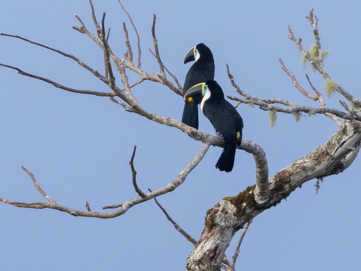 Channel-billed Toucan (Yellow-ridged) - ML641010774