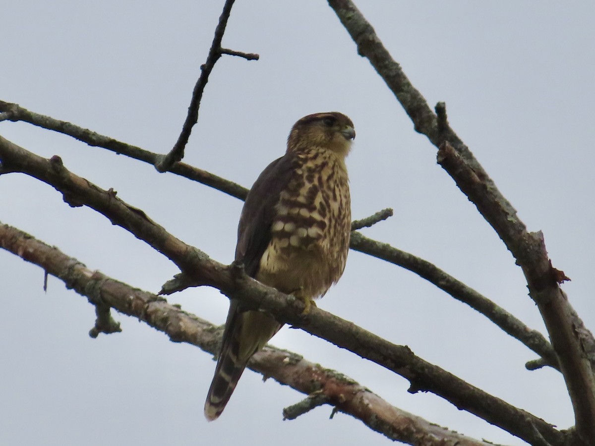 Merlin - ML641010808