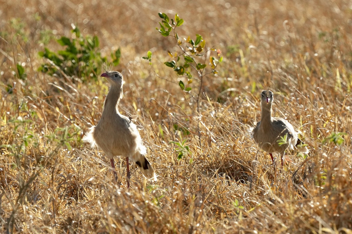 Red-legged Seriema - ML641010812