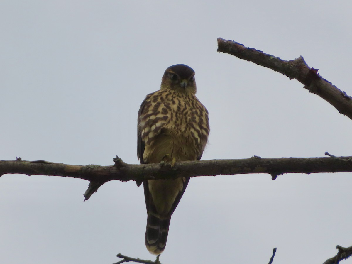 Merlin - ML641010813