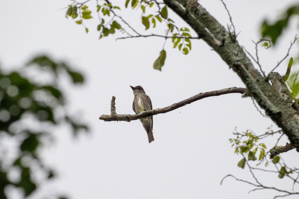 Olive-sided Flycatcher - ML641010815