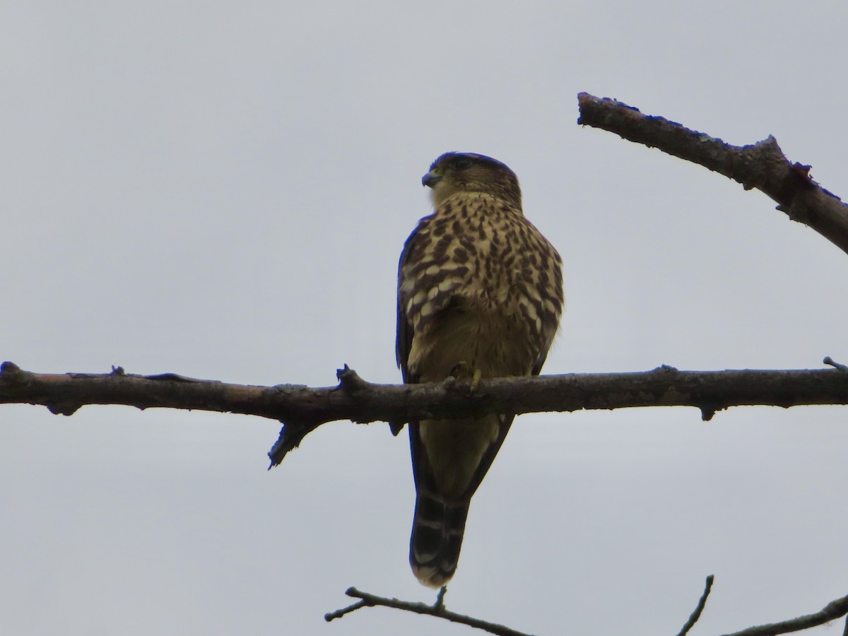 Merlin - ML641010818