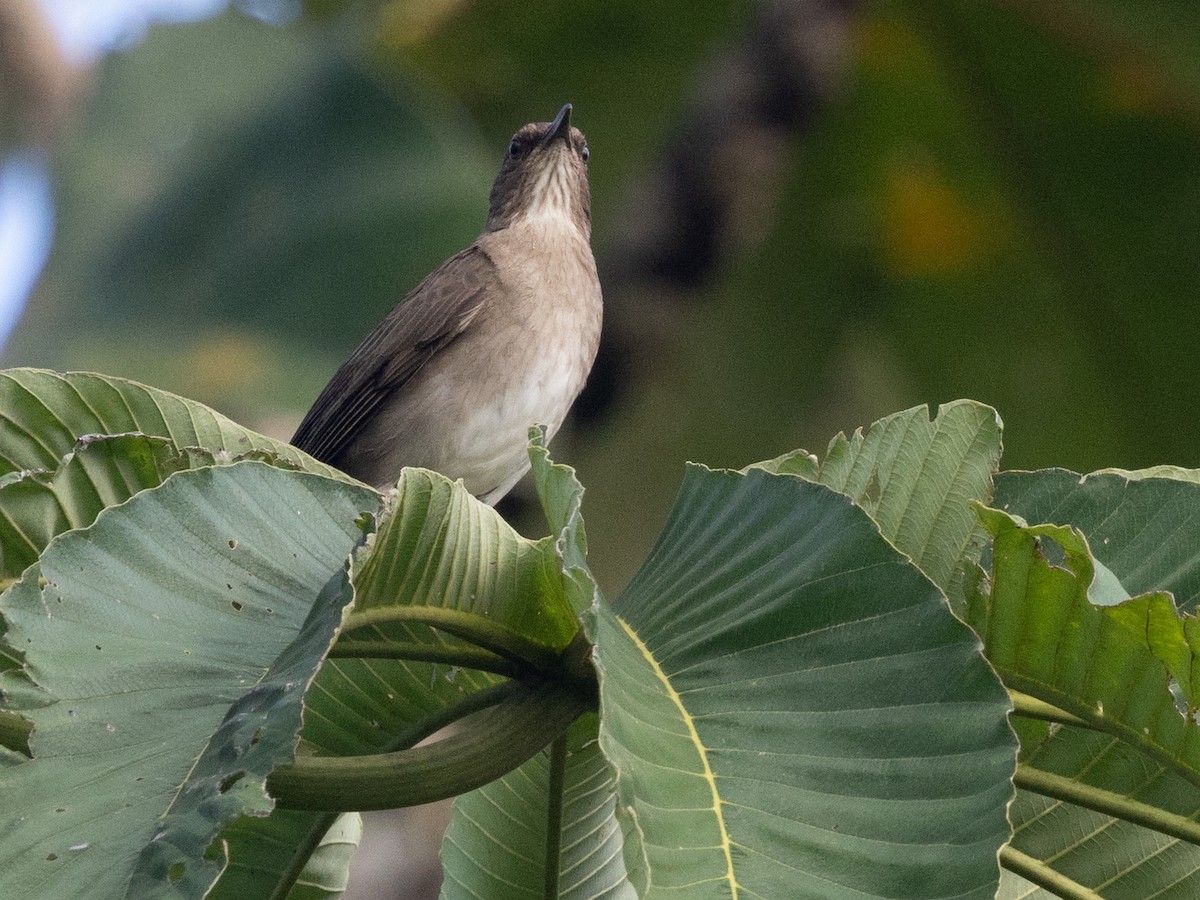Zorzal Piquinegro (debilis) - ML641010836