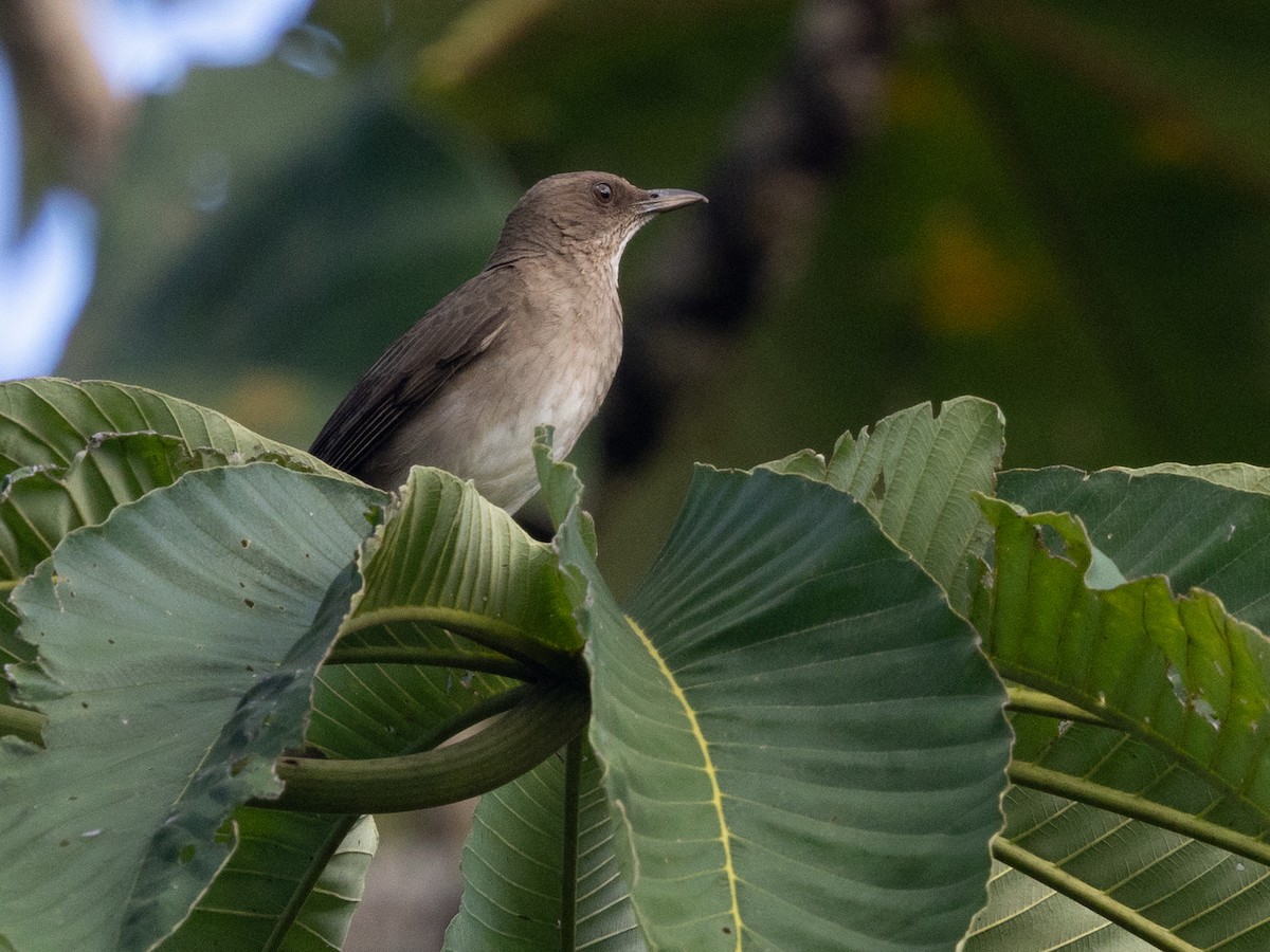 Zorzal Piquinegro (debilis) - ML641010837