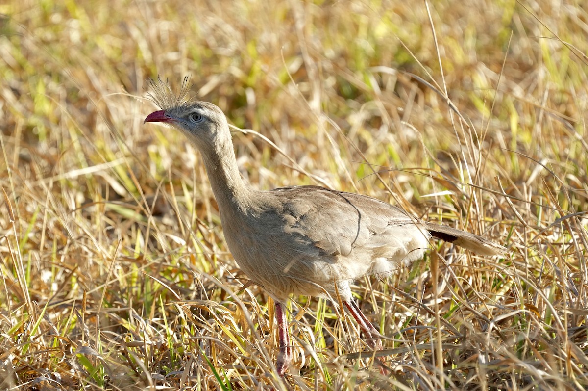 Red-legged Seriema - ML641010857