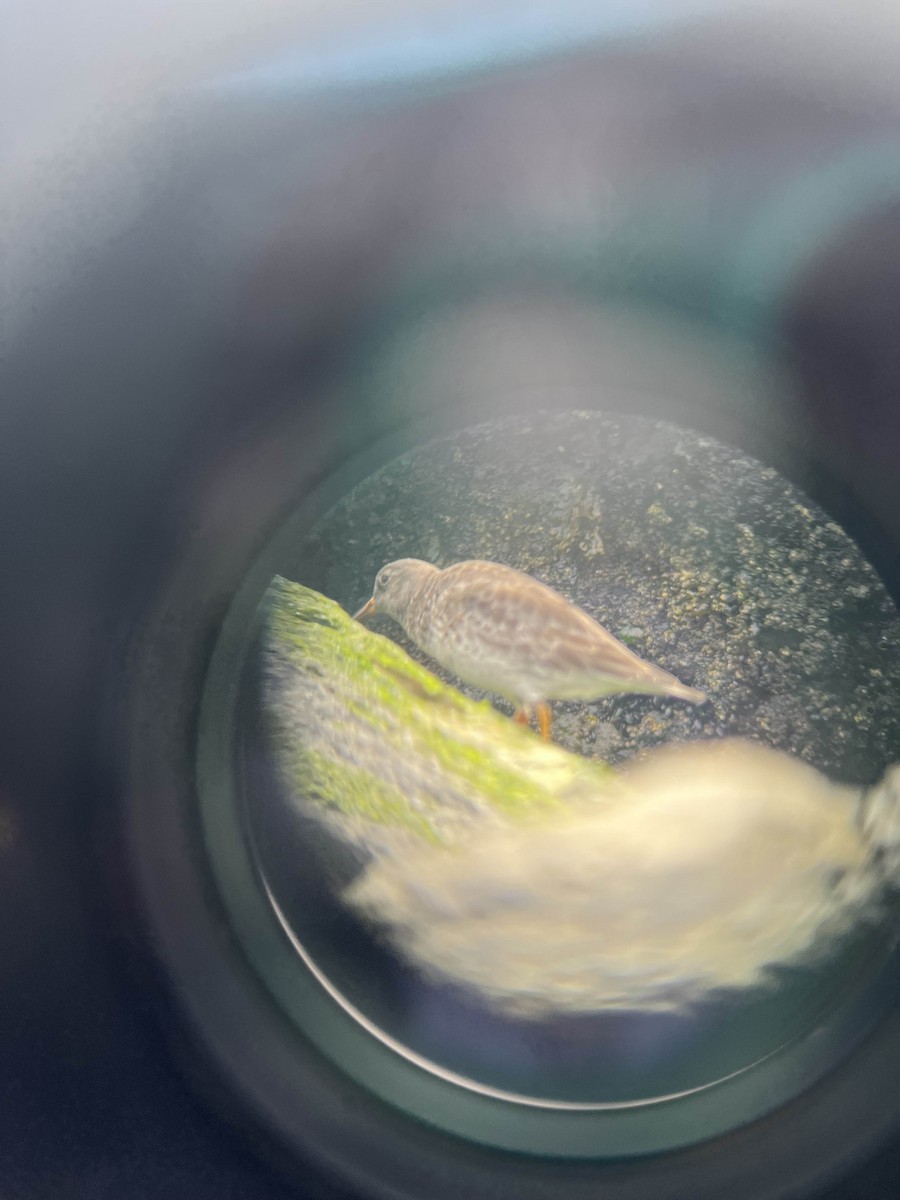 Purple Sandpiper - ML641010867