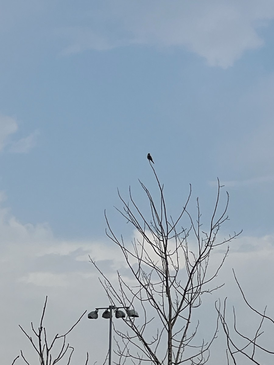 American Kestrel - ML641010876