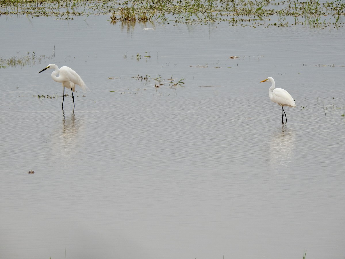 Цасч дэглий - ML641010885