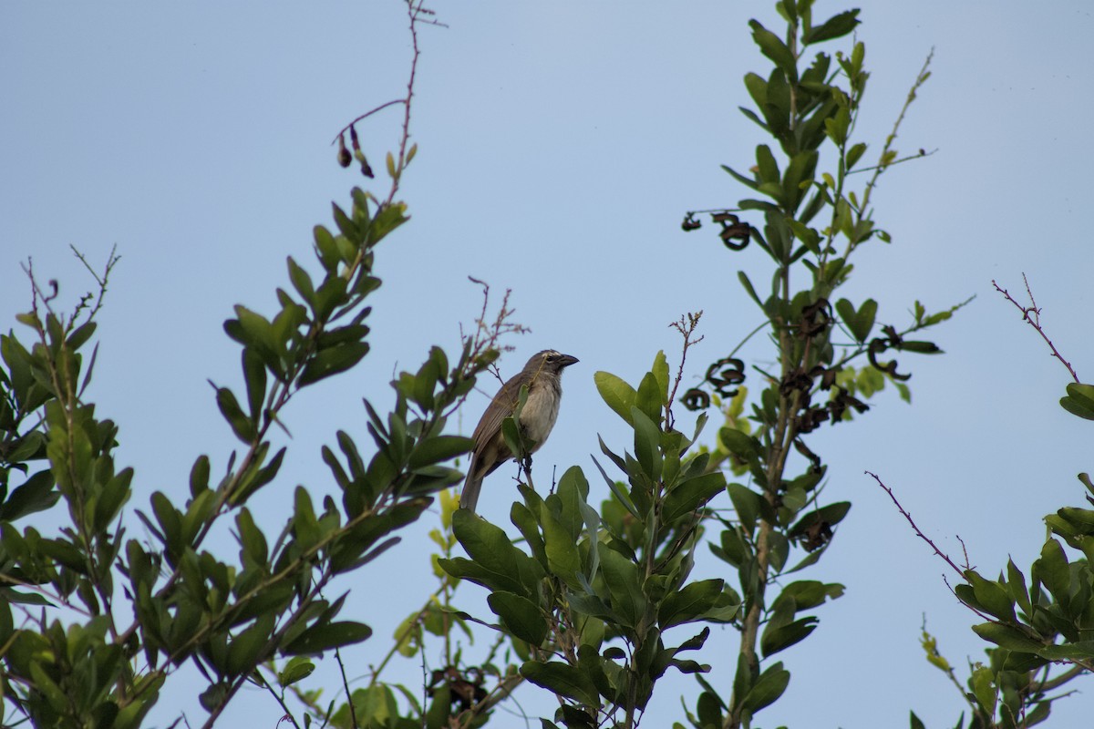 Olive-gray Saltator - ML641010906