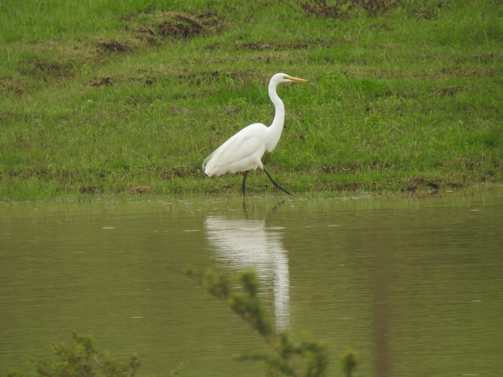 Цасч дэглий - ML641010920