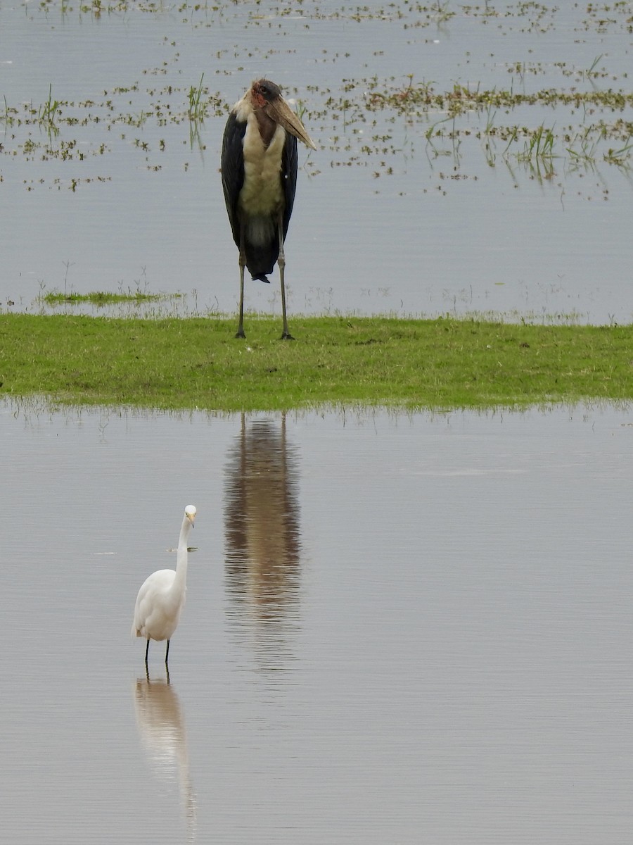 Marabou Stork - ML641010927