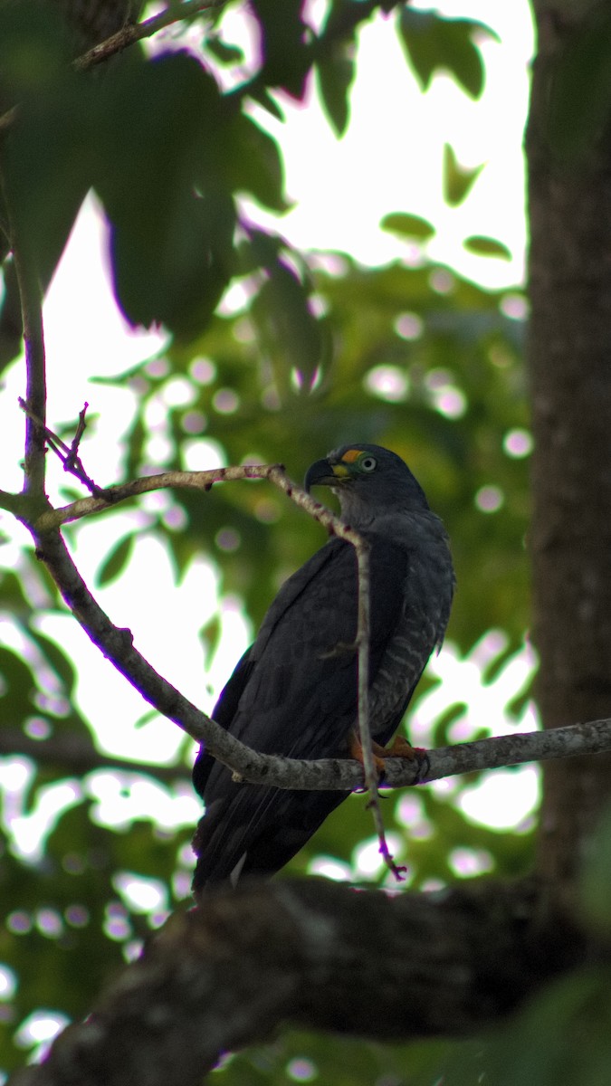 Hook-billed Kite - ML641010948